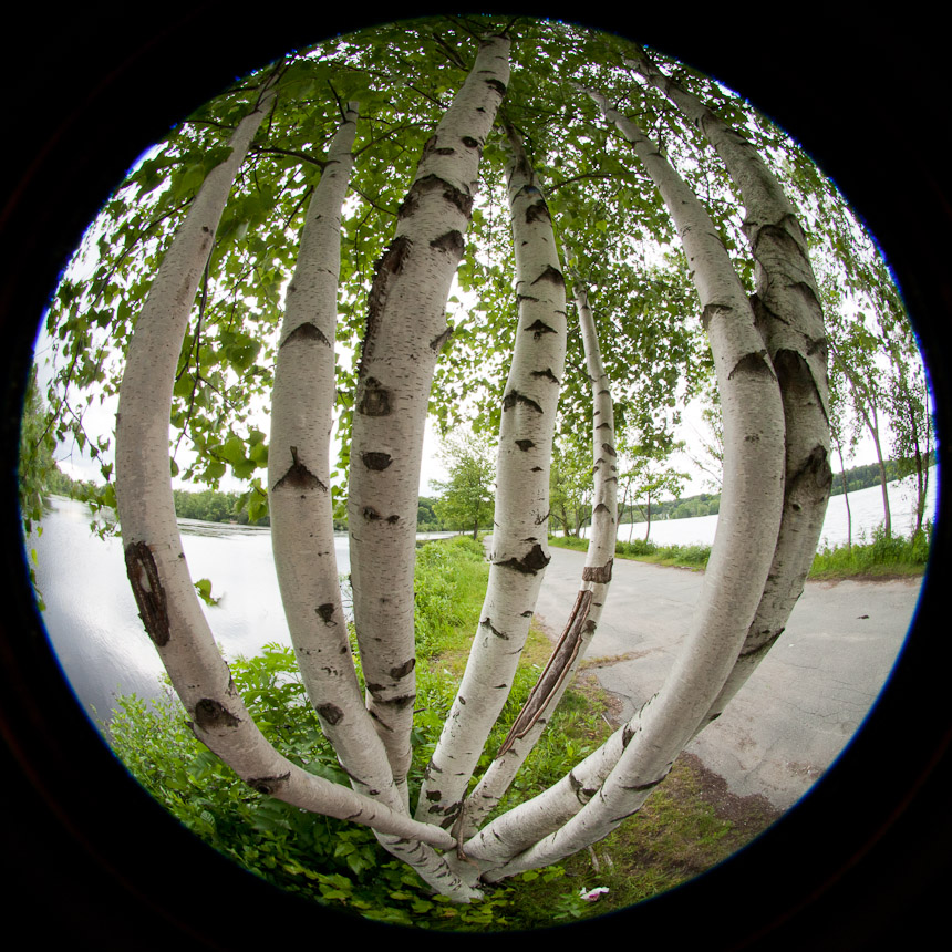fisheye birch trees