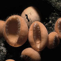 ant on fungus