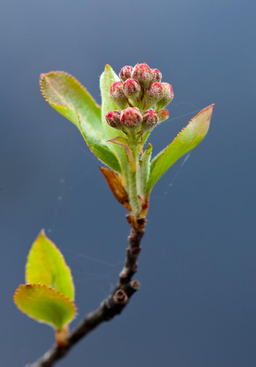 flower bud in macro