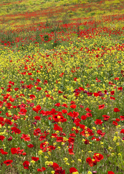 Tuscany Poppy Field