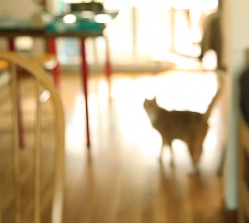 Out of Focus Cat