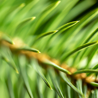 spruce needles at f4