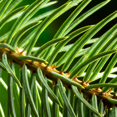 spruce needles at f32
