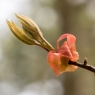 spring bud f 4
