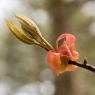 spring bud f 5.6