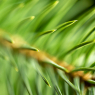 spruce needles at f2.8