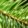 spruce needles at f8