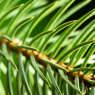 spruce needles at f11
