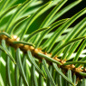 spruce needles at f16