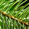 spruce needles at f22